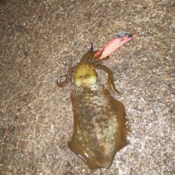 イカの気持ち４