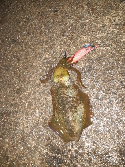 イカの気持ち４