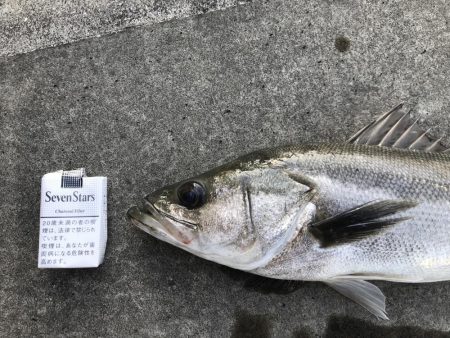 仕事終わりの短時間釣行其の四