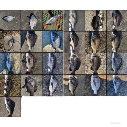 イチノ兄弟、釣果！