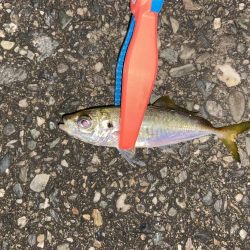 寒さ堪えるアジング