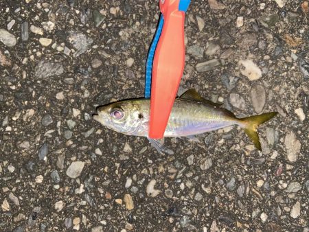 寒さ堪えるアジング