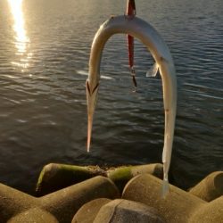 フクラギ、ダツ