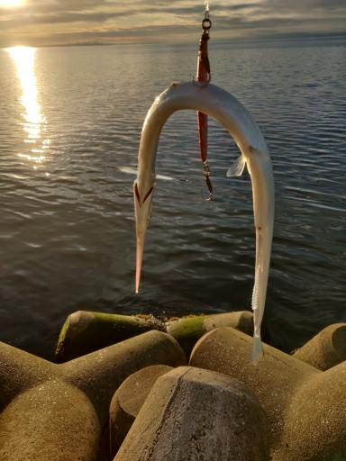 フクラギ、ダツ