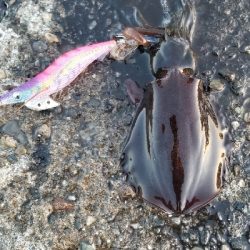 イカ　大爆釣！