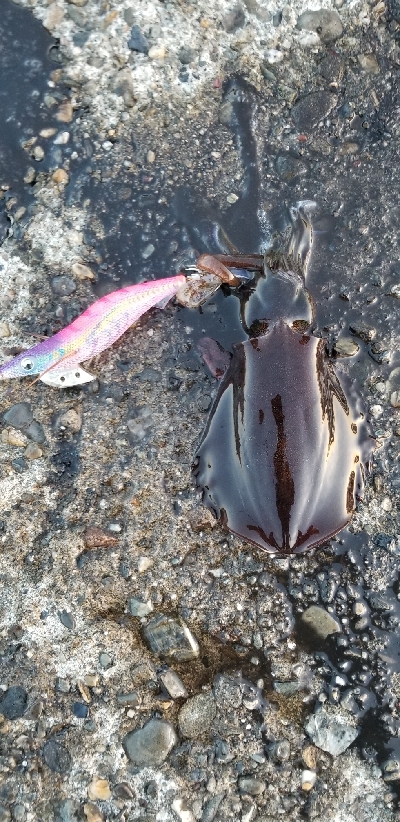 イカ　大爆釣！