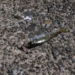 ショアジギングとアジング