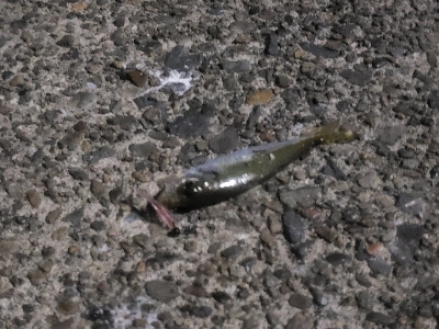 ショアジギングとアジング