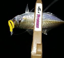 まぐれで、グレ