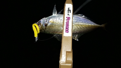 まぐれで、グレ