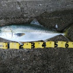 ようやく湾奥にも秋が