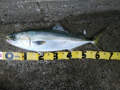 ようやく湾奥にも秋が