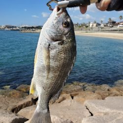 青物を求めて……