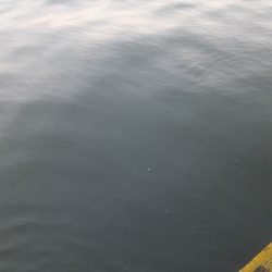 やっぱりアジ&サバ