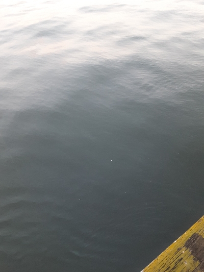 やっぱりアジ&サバ