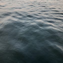 タチウオ✕青物✕　アジ&サバ&マイワシのみ