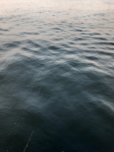 タチウオ✕青物✕　アジ&サバ&マイワシのみ