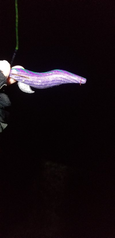 偽情報対策これが千田漁港だよ