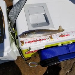 今日は満足です