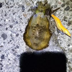 苦手大潮克服？今季最大イカGET