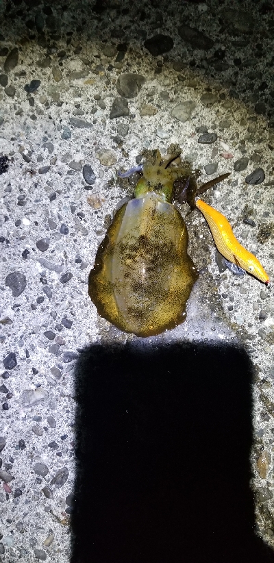 苦手大潮克服？今季最大イカGET