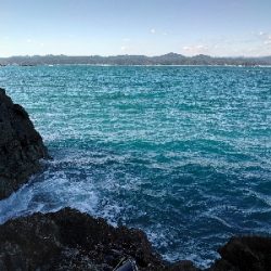 樫野でグレ釣り