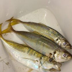 台風一過アジング