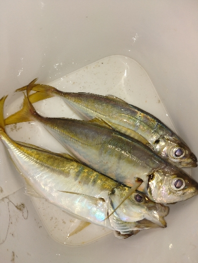 台風一過アジング