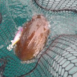 初ティップラン