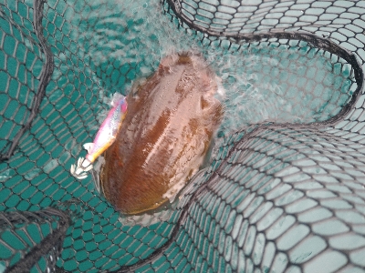 初ティップラン