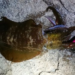 朝マズメ狙いエギング