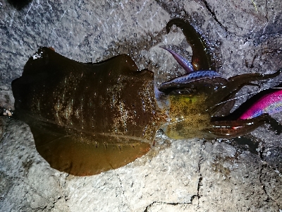 朝マズメ狙いエギング