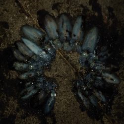 ヨーズリチャレンジその３