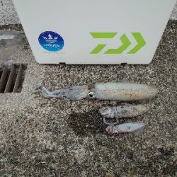 夜な夜なエギング&青物調査