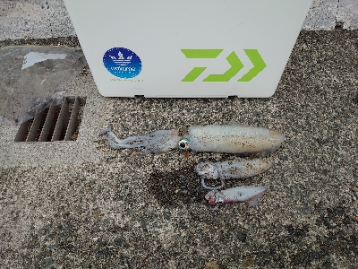 夜な夜なエギング＆青物調査