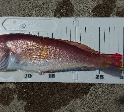 ゴールデンイーグル