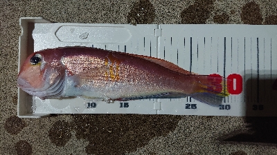 ゴールデンイーグル