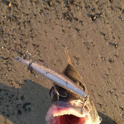 サーフでいろいろ釣れた