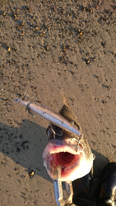 サーフでいろいろ釣れた