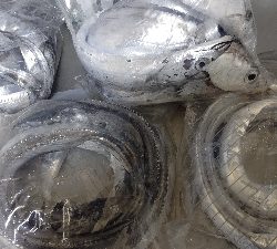 やっと今年初物が釣れました！！