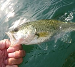 ウィードのアウトサイド