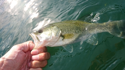 ウィードのアウトサイド