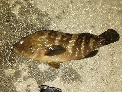 子どもと夜釣り