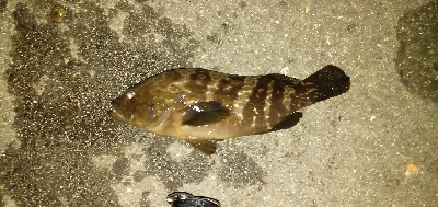 子どもと夜釣り