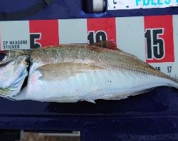 ヨッシャーええサイズやー