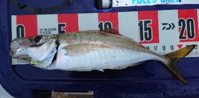 ヨッシャーええサイズやー