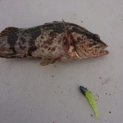 南港ガシリング