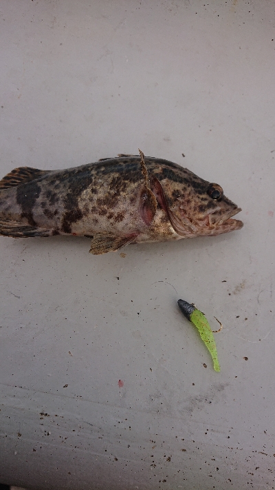 南港ガシリング