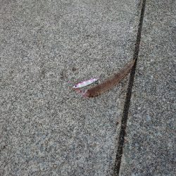 歯はサワラないで