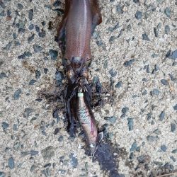 サイトエギング